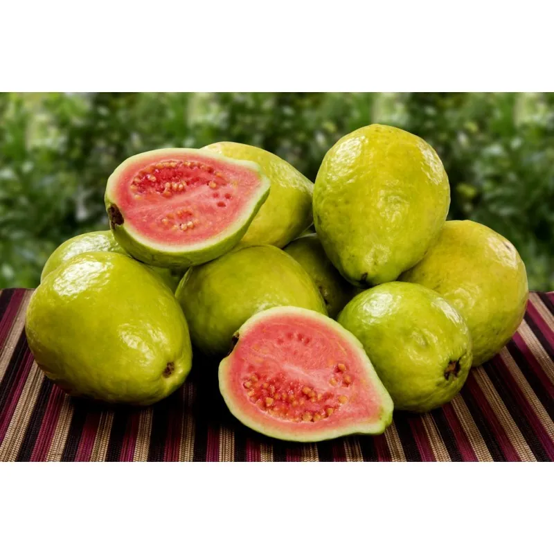 Guava Seme (Psidium gujava)