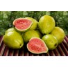 Price: €2.15 - Guava Seme (Psidium gujava) - 