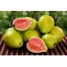 Guava Seme (Psidium gujava)