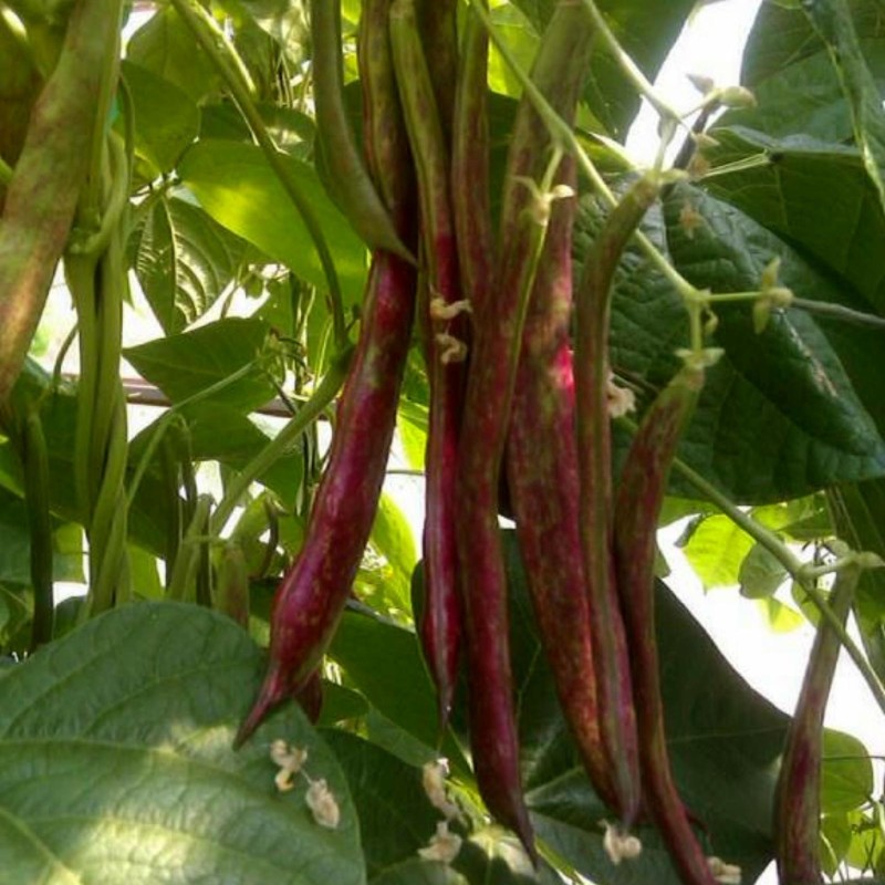 Sementes de feijão vermelho Buenos Aires
