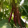 Price: €1.95 - Buenos Aires Rote Bohnen Samen - 