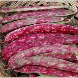 Price: €1.95 - Semi di fagioli rossi di Buenos Aires - 