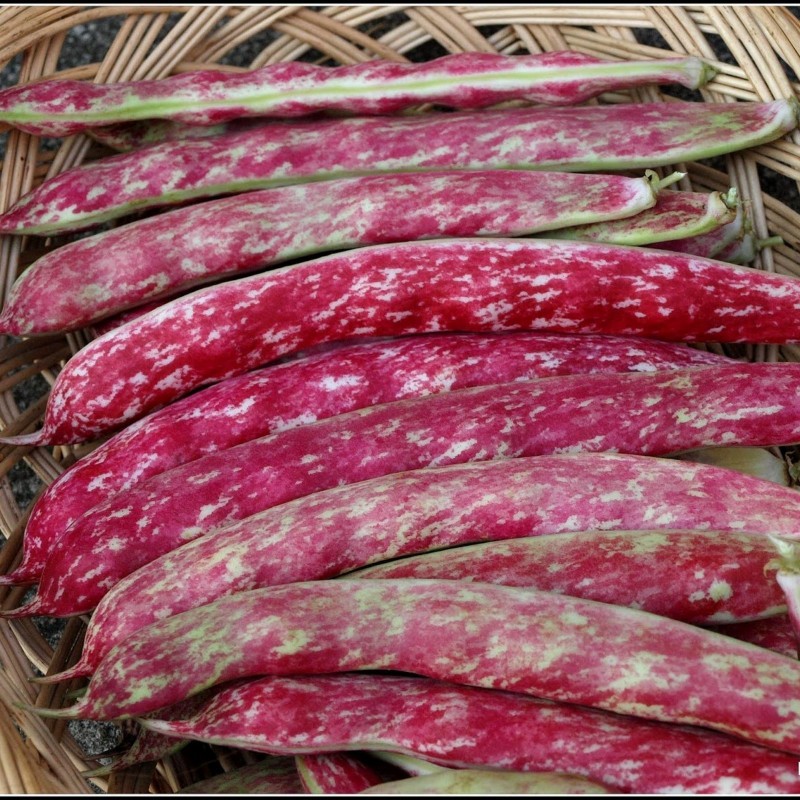 Price: €1.95 - Semi di fagioli rossi di Buenos Aires - 