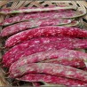 Price: €1.95 - Semi di fagioli rossi di Buenos Aires - 