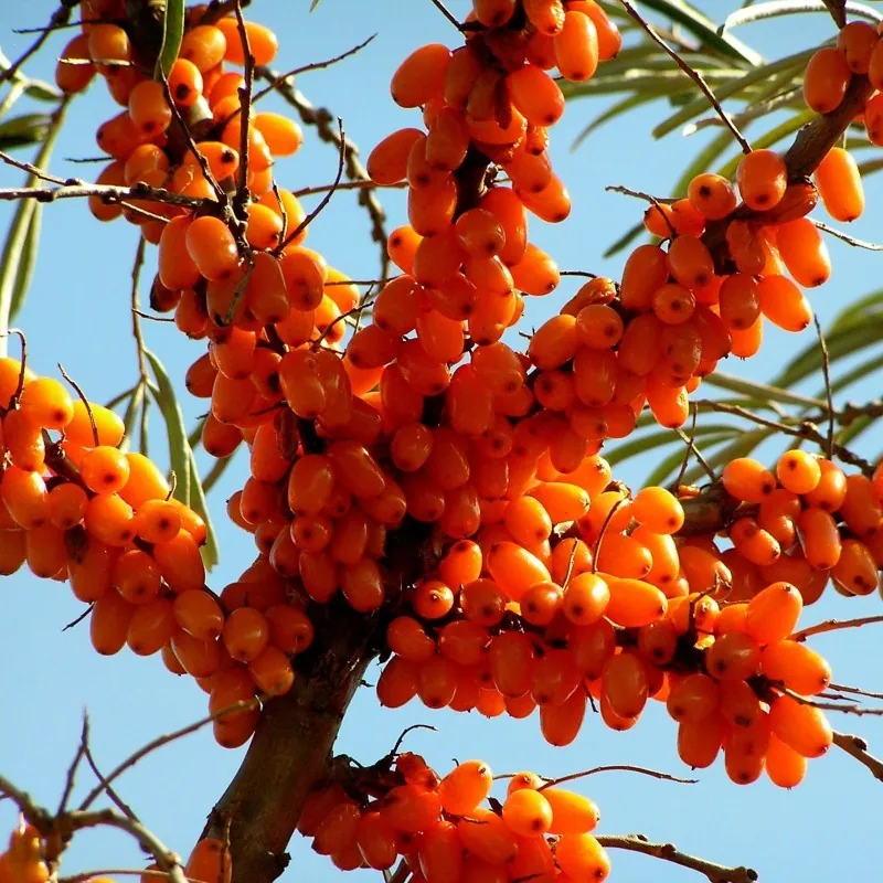 Sea Buckthorn Seeds (hippophae rhamnoides)