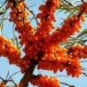 Graines Argousier (Hippophae rhamnoides)