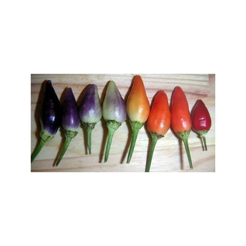 Chili Numex Centennial Samen