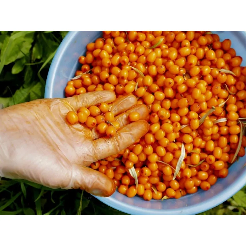 Sea Buckthorn Seeds (hippophae rhamnoides)
