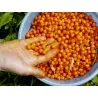 Sea Buckthorn Seeds (hippophae rhamnoides)