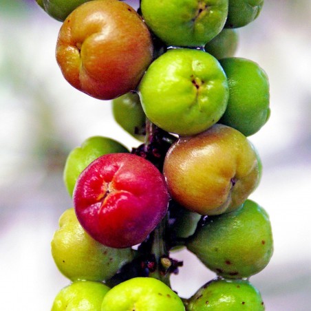 Price: €7.95 - Semi di Uva di mare (Coccoloba uvifera) -