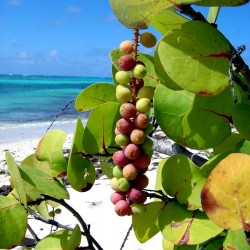 Graines de Raisin De Mer (Coccoloba uvifera) 2.5 - 1