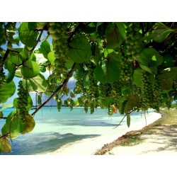 Sementes da Uva-da-praia (Coccoloba uvifera) 2.5 - 3