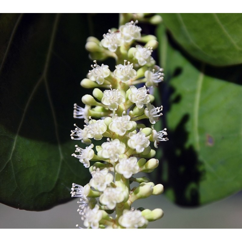 Price: €7.95 - Semi di Uva di mare (Coccoloba uvifera) - 