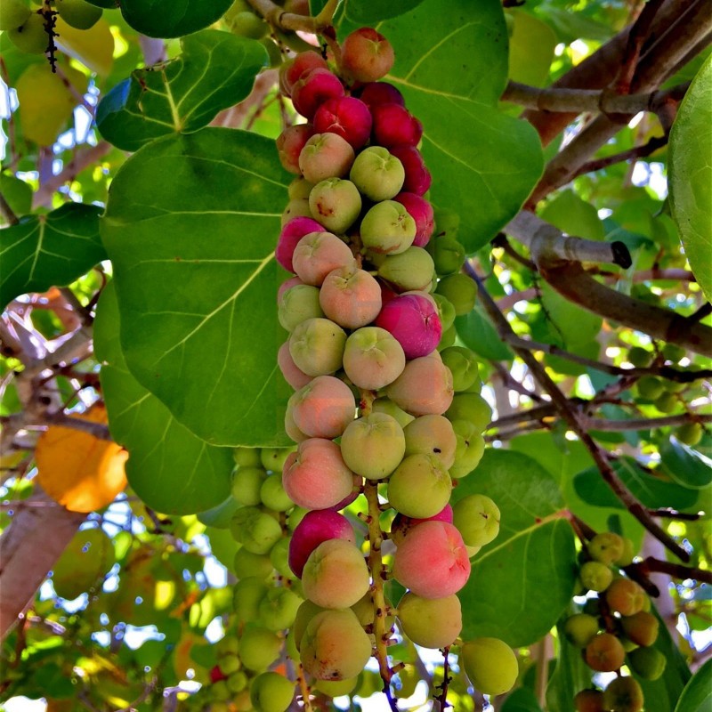Morsko Grozdje Seme (Coccoloba uvifera)