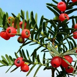 Semillas de TEJO COMÚN o TEJO NEGRO (Taxus baccata) 1.95 - 1