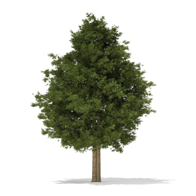 Sementes de TEIXO (Taxus baccata)