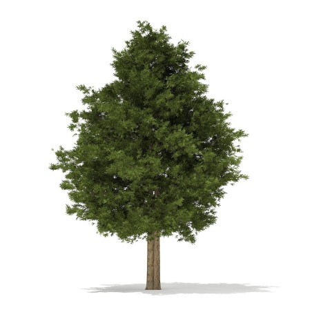 Sementes de TEIXO (Taxus baccata)