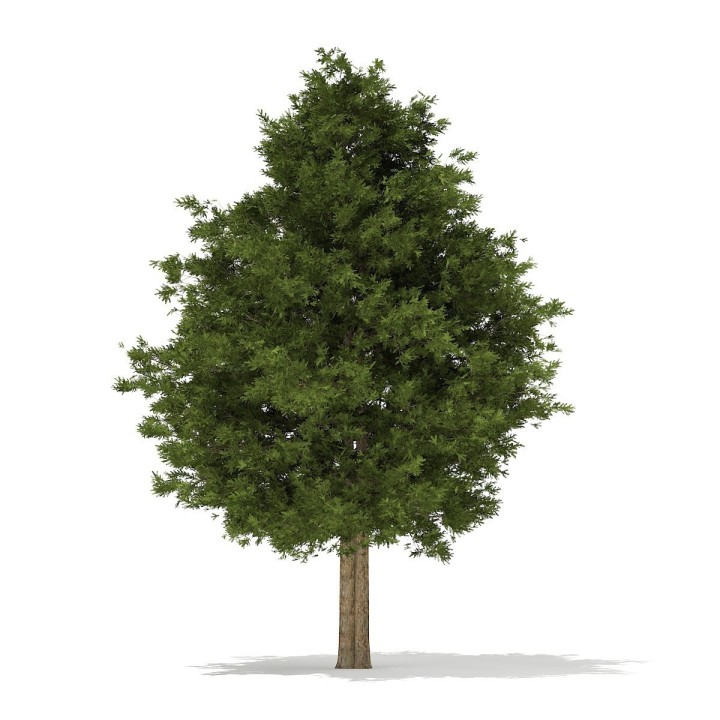 English yew - European yew Seeds (Taxus baccata) - 1.755