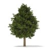 Sementes de TEIXO (Taxus baccata)