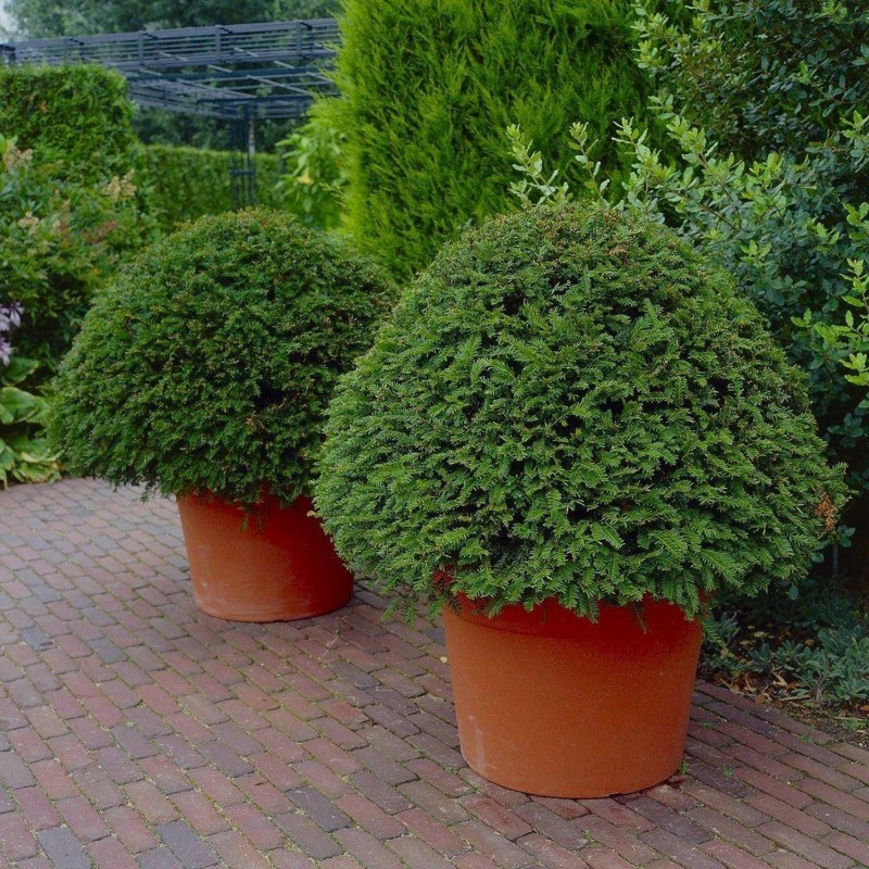 Sementes de TEIXO (Taxus baccata)