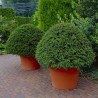Sementes de TEIXO (Taxus baccata)