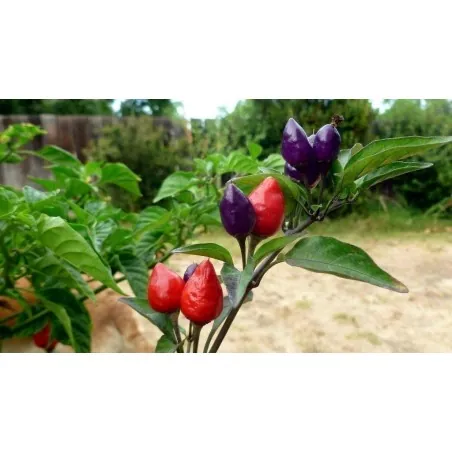 Chili Numex Centennial Samen