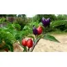 Chili Numex Centennial Samen