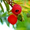 Sementes de TEIXO (Taxus baccata)
