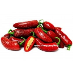 Price: €1.95 - Chilifrön Jalapeño Early - Seeds Gallery