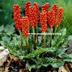 Semi di Gigaro Scuro (Arum maculatum) 2.25 - 1