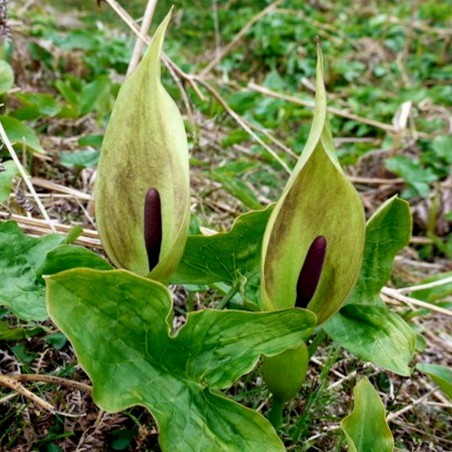 Price: €2.25 - Σπόροι Arum Maculatum, κοινώς δρακοντιά, φαί του φιδιού, φιδόχορτο -