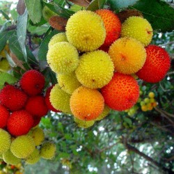 Strawberry Tree Seeds (Arbutus Unedo) 1.75 - 2