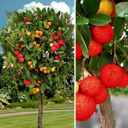 Erdbeerbaum Samen Das Unikum (Arbutus Unedo) 1.75 - 4