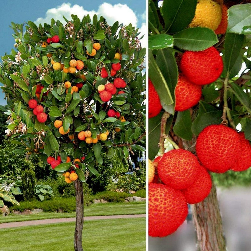 Price: €1.65 - Aardbeiboom Zaden (Arbutus Unedo) - 