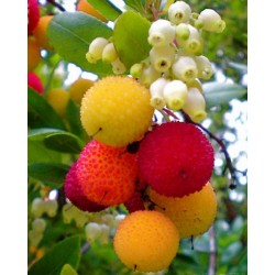 Erdbeerbaum Samen Das Unikum (Arbutus Unedo) 1.75 - 3