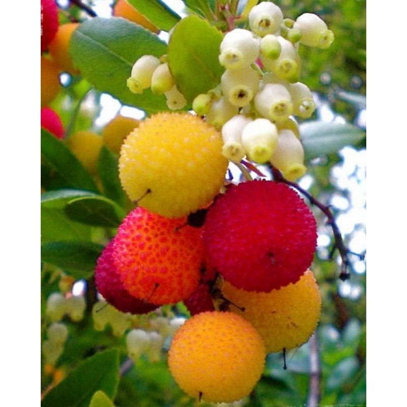 Price: €1.65 - Aardbeiboom Zaden (Arbutus Unedo) - 