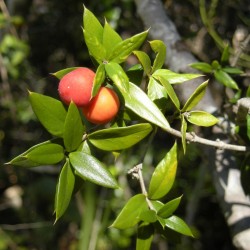 Price: €2.55 - Semi di frutta a catena o spinoso alyxia (Alyxia ruscifolia) - 