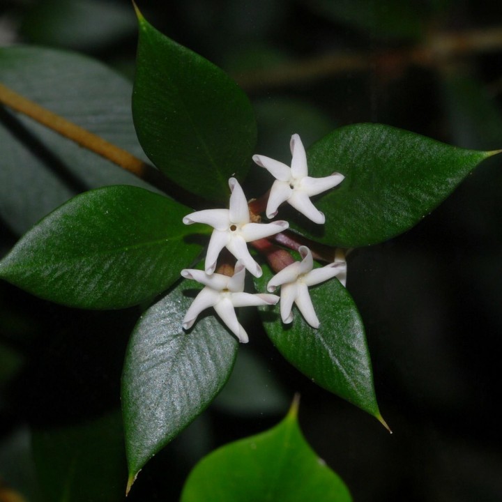 Nasiona alyksji ostrolistnej lub alyksji kolczastej (Alyxia ruscifolia) - 2.295
