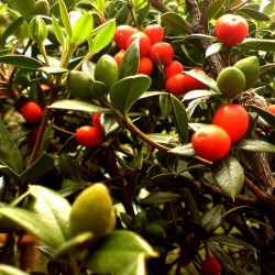 Sementes de frutas em cadeia ou alyxia espinhosa (Alyxia ruscifolia) 2.55 - 3