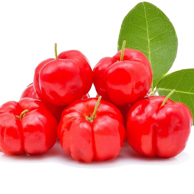 Semillas de Acerola, Wild Crapemyrtle (Malpighia glabra) | 9,00 €