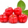 Semillas de Acerola, Wild Crapemyrtle (Malpighia glabra) | 9,00 €