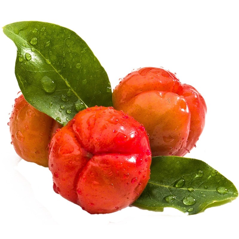 Semillas de Acerola, Wild Crapemyrtle (Malpighia glabra) | 9,00 €