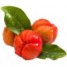 Semillas de Acerola, Wild Crapemyrtle (Malpighia glabra) | 9,00 €