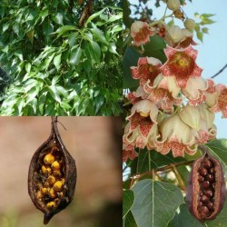 Semillas de Árbol botella, Braquiquito o Kurrajong 1.95 - 1