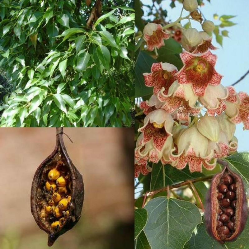Kurrajong-Flaschenbaum Samen (Brachychiton populneus) 1.95 - 1