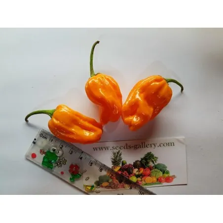 Graines de Numex Suave Orange Piments
