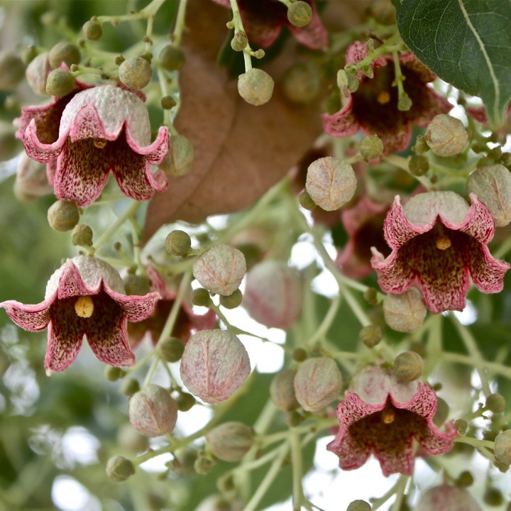 Bottle tree - Kurrajong Seeds (Brachychiton populneus) - 228.714671