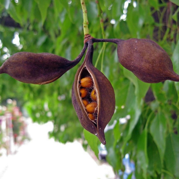 Bottle tree - Kurrajong Seeds (Brachychiton populneus) - 228.714671