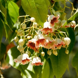 Kurrajong-Flaschenbaum Samen (Brachychiton populneus) 1.95 - 5
