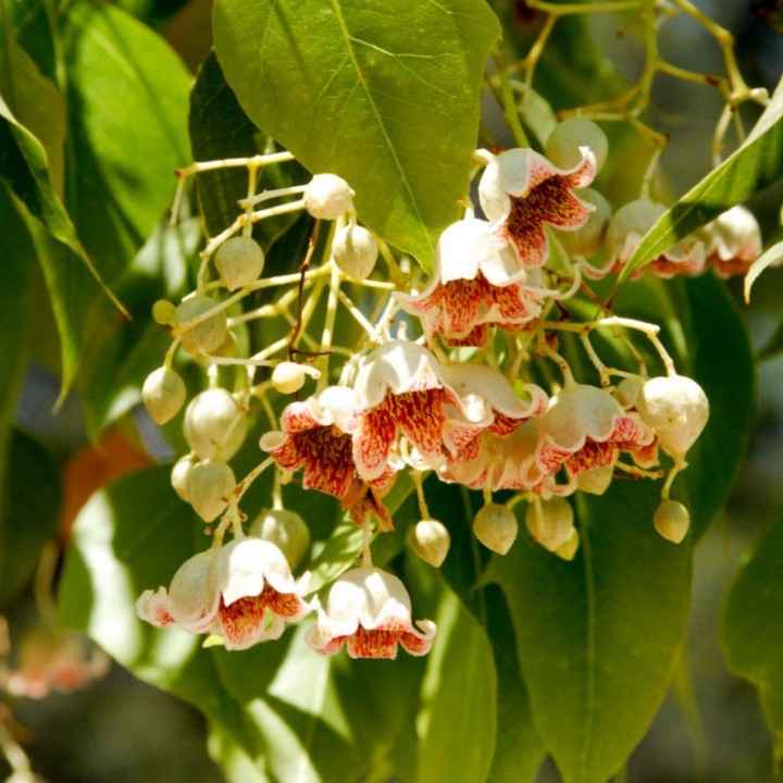Bottle tree - Kurrajong Seeds (Brachychiton populneus) - 228.714671
